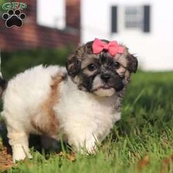 Casey/Teddy Bear									Puppy/Female	/8 Weeks,Meet Casey, the epitome of charm and cuteness in the form of an Shichon puppy! She is a delightful blend of energy, intelligence, and affection, ready to prance into your heart and home. Her expressive eyes convey the joy and warmth she brings to every interaction. Raised with love and care, she is the perfect fit for families and individuals alike, ready to prance into your heart and home with a lineage that exemplifies excellence. With her fluffy soft coat she transforms into a perfect little snuggle buddy. Highly intelligent and she quickly picks up on new thing this makes her easy to train. 