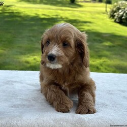 Bella/Mini Goldendoodle									Puppy/Female	/9 Weeks,Meet Bella … She is a F1B mini Goldendoodle girl . Her Mom is a F1 mini Goldendoodle that weighs around 35 lbs Her Dad is a mini poodle and weighs around 12 lbs Bella is expected to weigh around 25 lbs. She is a super good little girl that loves to play with you but will always be ready to snuggle up with you and take a nap . She is updated on her shots and wormer. She is also microchipped and has been vet checked. She is ready to leave for her forever home anytime . She can be reserved with a down payment via PayPal. Shipping is also available for an additional fee any questions please feel free to contact me anytime 