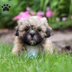 Teddy/Lhasa Apso									Puppy/Male	/9 Weeks,Introducing Teddy, the sweetest Lhasa Apsos boy with the most DARLING face! Who can say no to those eyes? 