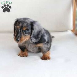 Milo/Dachshund									Puppy/Male	/May 9th, 2024,To contact the breeder about this puppy, click on the “View Breeder Info” tab above.