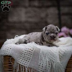 Leo/Frenchton									Puppy/Male	/May 6th, 2024,Hello there! My name is Leo, and I’m an adorable Blue Merle Frenchton, eagerly looking for my forever home! Let me tell you all about myself and why I think I’d be the perfect addition to your family.