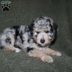 Sarah/Mini Aussiedoodle									Puppy/Female	/7 Weeks,Loving eyes, colorful coats, and wagging tails! This Mini Aussiedoodle puppy is one of the most amazing companions you could find! Each puppy comes up to date on shots and dewormer and is vet checked! We offer a 1 Year Genetic Health Guarantee as well! If you are seeking a healthy pup who is from genetically tested parents contact us today!