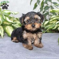 Willy/Yorkie									Puppy/Male	/6 Weeks,Are you looking for a tiny little puppy to tote around and snuggle? You need a Yorkie Puppy! Willy is sassy and sweet! He loves attention and comes up to date on shots and dewormer. Each puppy is vet checked as well. Willy is a chubby little puppy who favors his mother and will be similar to her 7-8lb size as an adult! To learn more contact us today!