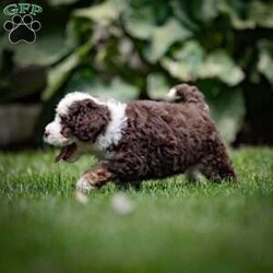 Noki/Mini Bernedoodle									Puppy/Female	/May 13th, 2024,Hi there, future best friend! My name is Noki, and I’m one of the adorable F2 Mini Bernedoodle puppies looking for a forever home. With my soft brown and white coat, I’m quite the head-turner, but it’s not just my looks that make me special. Let me tell you a little about myself and my family.