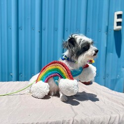 Adopt a dog:Sweetheart/Shih Tzu/Female/Adult,For more information or questions about this pet, please email KDavis@vospca.org or text (559) 651-1111
