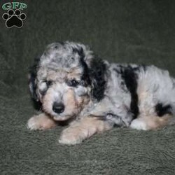 Sarah/Mini Aussiedoodle									Puppy/Female	/7 Weeks,Loving eyes, colorful coats, and wagging tails! This Mini Aussiedoodle puppy is one of the most amazing companions you could find! Each puppy comes up to date on shots and dewormer and is vet checked! We offer a 1 Year Genetic Health Guarantee as well! If you are seeking a healthy pup who is from genetically tested parents contact us today!