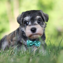 Barney/Miniature Schnauzer									Puppy/Male	/7 Weeks,Meet Barney, the epitome of charm and cuteness in the form of an AKC Miniature Schnauzer puppy! He is a delightful blend of energy, intelligence, and affection, ready to prance into your heart and home. His expressive eyes convey the joy and warmth he brings to every interaction. Raised with love and care, he is the perfect fit for families and individuals alike, ready to prance into your heart and home with a lineage that exemplifies excellence. As the day winds down he transform into a perfect little snuggle buddy. Highly intelligent and he quickly picks up on new thing this makes him easy to train. 