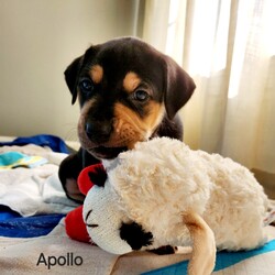 Adopt a dog:Apollo/Labrador Retriever/Male/Baby,Meet Apollo.... At almost 7 weeks, he will be ready for adoption on July 6th.  This boy is smart as a whip.  We call him Houdini as he is very good at finding his way out and into trouble!  So fun to watch him think through different situations and discover ways to overcome any obstacle.  He is vocal and will tell you when he is not happy or needs something.  He is a lover... lots of kisses and cuddles and loves belly rubs.. Is happiest when he is with you.  loves to play tug of war and chase a ball.  Like to chase and be chased. Good eater and good napper.  When he's done, he puts himself to bed, and likes to sleep in a crate. Prefers to find little hiding nooks to nap, away from all the noise and distractions.  Very sweet and funny boy.