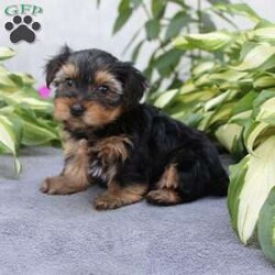 Willy/Yorkie									Puppy/Male	/6 Weeks,Are you looking for a tiny little puppy to tote around and snuggle? You need a Yorkie Puppy! Willy is sassy and sweet! He loves attention and comes up to date on shots and dewormer. Each puppy is vet checked as well. Willy is a chubby little puppy who favors his mother and will be similar to her 7-8lb size as an adult! To learn more contact us today!