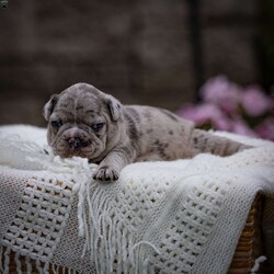 Leo/Frenchton									Puppy/Male	/May 6th, 2024,Hello there! My name is Leo, and I’m an adorable Blue Merle Frenchton, eagerly looking for my forever home! Let me tell you all about myself and why I think I’d be the perfect addition to your family.