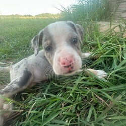 Adopt a dog:Asher/Catahoula Leopard Dog/Male/Baby,Meet Asher: Your Future Loyal Companion!

Introducing Asher, an adorable 7-week-old Catahoula/Terrier mix who is ready for pre-adoption! Asher had a unique start to life, being born under a house with his 11 siblings before being rescued. His mom, who looks like a Dane/Lab mix and weighs about 65-70 pounds, has been caring for Asher and his siblings in a loving foster home since they were just a week old. While we don't know who the dad was, Asher's speckled markings suggest he may have some Catahoula in him too.

Asher has been growing up healthy and happy, surrounded by his mom and siblings. This early time in a foster home has given him a great start, full of love, socialization, and care. Asher is a playful and affectionate pup, always eager to explore and interact with the world around him.

Asher is looking for a forever home where he can continue to grow and thrive. He needs a family that will appreciate his loving nature, provide him with plenty of playtime, and give him all the affection he deserves. As he grows, Asher is sure to become a loyal and loving companion, bringing joy and happiness to his new family.

Are you ready to welcome Asher into your home and heart? Pre-adopt this sweet pup today and start your journey together!

To see more pictures and videos, copy and paste this link. To apply directly for Asher click the 