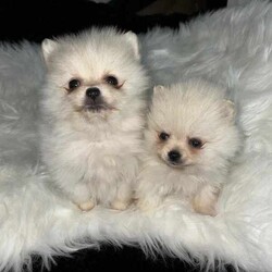 Doll Faced Teacup Sized Purebred Pomeranians /Pomeranian/Female/Younger Than Six Months,Hey everyone! We are excited to announce we have our Doll Faced Miniature Teacup Sized Purebred Pomeranians.These angels are bred with quality, perfectly healthy, very small sized and light weight parents ensuring that the puppies are guaranteed to grow up to be very tiny, small enough to fit in a handbag like their Mum. We anticipate their average weights to be between 1.5-2.5 kilograms as per previous litters in the past. Mum is only sitting at 2 kilograms where as dad is sitting at 3 kilograms as shown in photos.They were born on the 01st of May 2024 so that'll be the day to celebrate their little birthday 