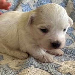 Maltese x Shih-Tzu puppy/Maltese Shih Tzu/Male/Younger Than Six Months,Maltese x Shih-Tzu puppy!!!1 white sweet little boy $1500. Beautiful white colour and sweet little personality. Born 5th of June ( 4 weeks old). Both mummy and daddy of this beautiful boy are my fur babies and are affectionate little lapdogs who love cuddles. Prior to going his forever home he will be fully vaccinated, wormed, microchiped and vet checked.BIN0012903180133Pm me for more details