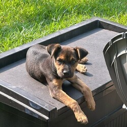 Adopt a dog:Stormi Malloy/Rottweiler/Female/Baby,This cutie is Stormi. She is currently 3 months old, and we think they may be a Rottweiler mix, but with rescue its a guess! What matters most is that they are adorable and are one the MOST desperate in the entire US based on statistics for where this puppy is from. Shelters in this area are having to euthanize puppies. So, this puppy needs you! If you choose a puppy from this rescue, it saves her life as well as the life of another in its place. 

Stormi is playful, sweet, curious, and cuddly. She loves to play and take lots of naps. Eat, sleep, play, repeat- such is puppy life! 

Stormi is still young so they will need a family that can commit to training, socialization and all the dedication puppyhood requires. Her new family will need to continue with potty and crate training and daily exercise. We require a commitment from adoptive families to crate train their new puppy. When old enough, they will be perfect to go on walks and hikes or show off around your neighborhood. 

You will be guaranteed to get lots of kisses in return from your new best friend!

Application link: https://adopt.animalsfirst.com/animal/62cc8e128b02916730334440/667512c7a5f0032cd3046029

Please email tim@threelittlepittiesrescue.org with any questions.

Available for adoption in NV, MT, CO,UT, ID, OR, WA, Canada, and now the East Coast! Our PNW dogs are brought to you in style by a beautiful USDA licensed semi-truck, equipped with air conditioning for comfort, two drivers, and 2 onboard attendants providing 24 hour care. Our East Coast route will travel in a private, air conditioned 3LP-run van transport. 
Pick up day is unforgettable! You will get to follow along on their journey through a private FB Event page, where you will see photos, have the opportunity to connect with other adopters, and receive updates and constant communication along the way. One of our Adoption Coordinators can help to find the closest transport pick up location to you!

The adoption fee is $825.00 and includes all vetting as recommended by our doctor: DAPP (2 to 4 depending on age and time in the program), Bordetella, Rabies vaccine (if old enough), multiple broad spectrum deworming treatments, spay/neuter, flea prevention, 2 months of heartworm preventative, extended medical such as dentals, eye surgeries, and orthopedic surgeries prior to adoption when suggested by our partner vets, a microchip with free lifetime registration, a high quality nylon Martingale collar for dogs over 4 months old, a health certificate deeming the pup healthy for travel, cost of transport*, and many priceless years of love and loyal companionship!

*WE ARE TOLD THAT WE GO ABOVE AND BEYOND MEDICALLY. This is the feedback we tend to get, although we cannot guarantee perfect health. 
*To fully vet a dog in the PNW or the NE at many vets it would be upwards of $1,800 just to fix, vaccinate, chip, etc. The adoption fees charged by our rescue do not cover our expenses medically for each animal, but we offset costs with donations. Your adoption fee is considered a donation towards actual costs.

Why adopt from Three Little Pitties?

The stray and animal overpopulation in the Greater Houston area is the highest in the nation. Statistics show that there are over 1 million homeless animals in this region alone. Three Little Pitties Rescue is a nonprofit dog and cat rescue that partners with the community to make a difference. Our mission is to reduce the homeless pet population through community outreach, free spay and neuter services, and saving all breeds of dogs and cats from the streets or animal shelters that oftentimes have no other option but to euthanize animals for space. This dog youve found online is lucky to be in our program, and even luckier to have you notice it!

Three Little Pitties wants to set you and your new pet up for success! We know our dogs and we work hard to prepare them socially for adoption. We are a network of dedicated people who are heavily invested in seeing our animals thrive. From the moment they are accepted into our program, our Intake, Behavior & Medical teams prepare them for adoption by properly vetting, behaviorally assessing, and providing customized plans depending on the dogs needs. We seek to adopt to families who understand that these are rescue dogs and will require continued training efforts, but will be well on their way to being the best dogs that they can be!

It doesnt stop there! Our adopters also receive these special perks:

 30 day trial of pet insurance with Trupanion (must register within 24 hours of first vet appt.)
 A free private online dog training session with GoodPup plus low pricing for future sessions (approx $25 weekly for an 8 week course of one session per week)
 One free bonus toy in every BarkBox when signing up for their Super Chewer subscription plan
 70% off of your first order of Fetch, a PNW based, organic fresh dog food loaf meal subscription plan
 Coupons for a fun visit to Petco 
 Access to our exclusive FB Adopters page, where you can network for play dates, resources, and connect with other adopters that share their passion for their adopted pup!

We celebrated our 6 year anniversary this year! Through the combined efforts of all of our hardworking staff and volunteers, we have placed over 12,000 very lucky dogs and cats into amazing homes! By adopting from us, you save TWO lives! The pet you adopt, and you create an opportunity for another animal to be saved in that spot. Together, we can be heroes.

Follow our rescue journey through the links below!

https://www.threelittlepittiesrescue.org/ https://www.facebook.com/threelittlepittiesrescue https://www.instagram.com/threelittlepittiesrescue

*Due to the rising cost of fuel and transportation expenses, there will be an additional $74 surcharge for transport.

DISCLAIMER- Breed type is determined based on general appearance and behavioral characteristics, and cannot be guaranteed unless DNA test results or AKC registration were provided at intake.