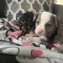 Adopt a dog:Asher/Catahoula Leopard Dog/Male/Baby,Meet Asher: Your Future Loyal Companion!

Introducing Asher, an adorable 7-week-old Catahoula/Terrier mix who is ready for pre-adoption! Asher had a unique start to life, being born under a house with his 11 siblings before being rescued. His mom, who looks like a Dane/Lab mix and weighs about 65-70 pounds, has been caring for Asher and his siblings in a loving foster home since they were just a week old. While we don't know who the dad was, Asher's speckled markings suggest he may have some Catahoula in him too.

Asher has been growing up healthy and happy, surrounded by his mom and siblings. This early time in a foster home has given him a great start, full of love, socialization, and care. Asher is a playful and affectionate pup, always eager to explore and interact with the world around him.

Asher is looking for a forever home where he can continue to grow and thrive. He needs a family that will appreciate his loving nature, provide him with plenty of playtime, and give him all the affection he deserves. As he grows, Asher is sure to become a loyal and loving companion, bringing joy and happiness to his new family.

Are you ready to welcome Asher into your home and heart? Pre-adopt this sweet pup today and start your journey together!

To see more pictures and videos, copy and paste this link. To apply directly for Asher click the 