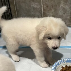 Adopt a dog:Simon (PA)/Great Pyrenees/Male/Baby,Handsome Simon is very sweet and easy going! His foster mom says he is very gentle and sweet but playful. He has the most stunning cream coat. He's a Great Pyr mix and we think he will be around 65lbs when he is fully grown.

Simon was born around mid-May and will be ready to go home mid-July!

He is being fostered in Fulshear TX but we can have him brought to PA on rescue transport (once adopted) which brings dogs up twice a month.

His adoption fee is $395 plus $30 for a health certificate and $220 for transport. He must be neutered when he is between 6-12 months old - Twilight Tails will give you a rebate of $100 once done.

Please complete the application on this link:
https://forms.gle/iCDkiVT5FwJYhezn8

Or email ular.sandra@gmail.com for an application.

Once your application is approved, we can arrange a FaceTime session for you to meet him.