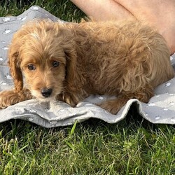 Adopt a dog:ALiberty/Cockapoo/Male/Baby,MEET LIBERTY!  HE IS A SUPER SWEET COCKAPOO PUPPY!  He is 10weeks old and really a great little dog!  He plays well with all the dogs and has all the shots (bordatella, distemper) and wormer he is suppose to have to date!  He is already microchipped and In a couple of weeks he will need to be returned to be neutered, get his last distemper and rabies shot.  He will NOT last!  Apply immediately as we want them in adoptive homes right away.

ADOPTION  links: please don’t do on a mobile device!  Must be completed on a computer/ipad

https://www.adore-a-bullie.org/adopt-a-dog