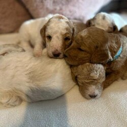 Multigenerational Parti Goldendoodles 5 LEFT/Goldendoodle/Mixed Litter/4 weeks,Molly our almost 4-year-old F2B Goldendoodle has given birth to 7 puppies on 8/6/2024 and they will be ready to leave for their forever homes around 3/8/2024 there are 6 boys and 1 girl available some of which are the rarer Parti Doodle Mix of colours

Dad to the litter is KC registered (Dolly's Diamond Geezer) Dave who is a standard poodle and is owned by K9 Fertility Clinic who have overseen this mating, Dave is fantastic natured and has had all his health checks which again I have the paperwork for ANKC Canine Hip & Elbow Dysplasia DM,GM2,NEWS,OCD, RCD4, PRA-PRCD, WD1 pups are changing every day at this age but already showing some stunning markings
puppies are multi generation Goldendoodles, which means you are most likely to get the following traits; low-shedding or non-shedding, hypoallergenic coat (idea for people with allergies) the pups should average 20-24 inch in height (not guaranteed) pictures and videos will be updated as the pups grow they and will leave with a 2kg bag of AVA kibble, first vaccination, wormed & Flea treatments up to date and a blanket with mams scent and toy.

The pups will be well socialised as they are raised with all normal day to day noises and alongside our 4 other dogs, pictures of Mollys previous litter in Dec 2022 can be seen alongside Lily one of her pups which we also own.

Viewing is welcome and encouraged in our home in Newcastle upon tyne and a non-refundable deposit is requested of £300 to secure your pup, for anyone living further afield who may not be able to travel to view we can do live video calls to see the pups with their mam and the environment they are raised in.


Pink Collar Girl £1600 (Parti Markings)
Red Collar Boy
£1700 (Heavy Parti Markings)
Yellow Collar Boy £1700 (Heavy Parti Markings)
Black Collar Boy £1300 RESERVED
Light Blue Collar Boy £1300
Dark Blue Collar Boy £1300 RESERVED
Brown Collar Boy £1300
others are showing some Parti markings
