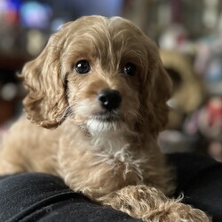 Adopt a dog:ALiberty/Cockapoo/Male/Baby,MEET LIBERTY!  HE IS A SUPER SWEET COCKAPOO PUPPY!  He is 10weeks old and really a great little dog!  He plays well with all the dogs and has all the shots (bordatella, distemper) and wormer he is suppose to have to date!  He is already microchipped and In a couple of weeks he will need to be returned to be neutered, get his last distemper and rabies shot.  He will NOT last!  Apply immediately as we want them in adoptive homes right away.

ADOPTION  links: please don’t do on a mobile device!  Must be completed on a computer/ipad

https://www.adore-a-bullie.org/adopt-a-dog