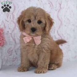 Reneta/Mini Goldendoodle									Puppy/Female	/10 Weeks,To contact the breeder about this puppy, click on the “View Breeder Info” tab above.