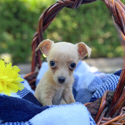 Adopt a dog:Eggnog/Chihuahua/Female/Baby,Hi there, we are a 7-pack of tiny Chihuahua mix puppies born on 4/19/24, to a little 10 lb Chihuahua mix named Meadow. She was dumped with a group of many little Chihuahuas, all left in a muddy field on the outskirts of San Antonio Texas. Thankfully someone heard their yelps for help and posted on social media and several rescues saved everyone. Meadow was already expecting and living in a foster home when we were born, so we have had very nice care and are now ready to be adopted!

My name is Eggnog, I’m a girl, and I am the tiniest puppy in the litter, weighing in at only 2.1 lbs. I love to be held and give kisses, and just like a little parrot, my favorite perch is right on top of my foster mom's shoulder. I'm happy and playful but mostly want to be cuddled. My foster mom says I am a major lovebug! I get along great with all humans, dogs, and a kitty cat who lives with me. I’m looking forward to life on the East Coast and ready to meet whoever adopts me!

LOOKING FOR AN APPLICATION? Click on the 