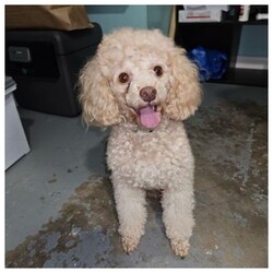 Adopt a dog:Jake/Poodle/Male/Young,Jake is a 2-year-old Apricot Mini Poodle weighing 9 pounds. He is still timid because he was just surrendered because his family are moving and can’t take him. He doesn’t get along with other dogs and hasn’t been cat or child-tested.  His adoption donation is $450 which includes his neuter vaccinations and microchip.  He is heartworm-negative and on monthly preventative. He will be even more adorable after he gets groomed so you must come to meet him.
https://www.aforeverhomeanimalrescue.org/Project/jake/
We are only able to adopt within the state of Florida.  
We have a page on our website that explains our adoption process, and contains a link to our adoption application.  Here is the link:
http://www.aforeverhomeanimalrescue.org/adoption-information-2/