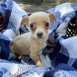 Adopt a dog:Eggnog/Chihuahua/Female/Baby,Hi there, we are a 7-pack of tiny Chihuahua mix puppies born on 4/19/24, to a little 10 lb Chihuahua mix named Meadow. She was dumped with a group of many little Chihuahuas, all left in a muddy field on the outskirts of San Antonio Texas. Thankfully someone heard their yelps for help and posted on social media and several rescues saved everyone. Meadow was already expecting and living in a foster home when we were born, so we have had very nice care and are now ready to be adopted!

My name is Eggnog, I’m a girl, and I am the tiniest puppy in the litter, weighing in at only 2.1 lbs. I love to be held and give kisses, and just like a little parrot, my favorite perch is right on top of my foster mom's shoulder. I'm happy and playful but mostly want to be cuddled. My foster mom says I am a major lovebug! I get along great with all humans, dogs, and a kitty cat who lives with me. I’m looking forward to life on the East Coast and ready to meet whoever adopts me!

LOOKING FOR AN APPLICATION? Click on the 