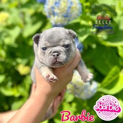 Barbie/French Bulldog									Puppy/Female	/7 Weeks,Barbie is a beautiful lilac and tan female frenchie! She’s the leader of the pack! She has a great temperament, she’s loving and playful. She is looking for her furever couch and can come home to you the week of July 14! Will you be bringing Barbie home to her furever