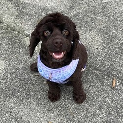 Adopt a dog:Brooke/Cocker Spaniel/Female/Young,Meet Brooke, the sweetest little chocolate cocker spaniel born 11/20/2022. Brooke was originally rescued from a breeding situation. She has spent time in a loving home, but she has found herself in search of a new home due to no fault of her own. She is your true Velcro dog as she loves being wherever her person is. Brooke is very shy and timid when she first meets people, but she will slowly warm up to you and show you her amazing personality. She seems to prefer women over men, and can be a little fearful around men. She loves kids and does very well with them. She gets along just fine with cats and dogs of all sizes. She is crate trained and potty trained (but like a typical cocker she will piddle if shes overly excited or if shes scared or nervous). She thrives on a routine and once she is adjusted to her routine she is nearly perfect! She is a pretty laid back lazy dog that is happy and content to lay around all day and nap unless there are snacks! Her favorite snacks are bananas! She doesnt get on furniture unless she is invited up there. Even when shes up in the big bed she is not a snuggler. She likes to spread out and take up as much of the bed as possible and be closest to the fan. She does very well for her grooms and nail trims! She loves toys and has toys that she likes and two that she absolutely loves! Her hedgehog is her favorite she will seek that one out despite all of her other toys. And she has a small tiger that carries around and acts like its her baby. Brooke has luxating patellas, which may need to be fixed in the future.

We promised Brooke that the rest of her life, would be the best of her life. Could that be with you?

 APPLY TO ADOPT: finalvictoryrescue.com *We are located in South Carolina and transport to the northeast weekly. We provide local or virtual meet-and-greets with an application on file.