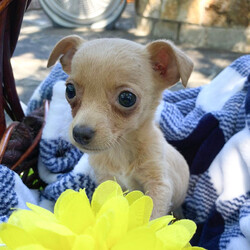 Adopt a dog:Eggnog/Chihuahua/Female/Baby,Hi there, we are a 7-pack of tiny Chihuahua mix puppies born on 4/19/24, to a little 10 lb Chihuahua mix named Meadow. She was dumped with a group of many little Chihuahuas, all left in a muddy field on the outskirts of San Antonio Texas. Thankfully someone heard their yelps for help and posted on social media and several rescues saved everyone. Meadow was already expecting and living in a foster home when we were born, so we have had very nice care and are now ready to be adopted!

My name is Eggnog, I’m a girl, and I am the tiniest puppy in the litter, weighing in at only 2.1 lbs. I love to be held and give kisses, and just like a little parrot, my favorite perch is right on top of my foster mom's shoulder. I'm happy and playful but mostly want to be cuddled. My foster mom says I am a major lovebug! I get along great with all humans, dogs, and a kitty cat who lives with me. I’m looking forward to life on the East Coast and ready to meet whoever adopts me!

LOOKING FOR AN APPLICATION? Click on the 