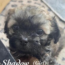 Adopt a dog:Zuchon: shichon( Teddy Bear) puppies/Zuchon/Mixed Litter/8 weeks,We have now have 4 adorable mixed-color Zuchon/ Shichon (Teddy Bear) puppies for sale:(4 SOLD)
2 girls and 1 boys. Zuchons are hypoallergenic dogs with loving, fun, and friendly natures. Our puppies are raised in a loving family home with three adult dogs and are accustomed to being handled.

Once ready for their forever homes, each puppy will be microchipped, have their first vaccination, and will have received any necessary worming treatments. We ensure our puppies are well-prepared by only allowing them to go to new homes at 9-10 weeks of age. Currently, they are just 5 weeks old.

You are welcome to join our waitlist with a non-refundable deposit, with the remaining balance due upon collection. When your puppy is ready to go home, we will provide a new puppy health pack to help you start your life with your new family member.