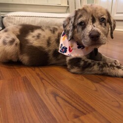 Adopt a dog:Clementine/Australian Shepherd/Female/Baby,Darling Clementine is an 8 week-old Aussie/Catahoula mix puppy. She is beautiful, playful, and loving. She has an awesome temperament!! 

Clementine LOVES her toys, especially ones that crinkle, and chasing behind her foster brothers. This girl doesn’t stop moving!! Once she’s tired herself out, she is complete snuggle bug.

Clementine is a smart little girl. She is doing well with her potty pads, and is working hard on her kennel training.

Clementine has her first set of puppy shots, microchip, and been dewormed. Her adoption fee will cover the cost of her next 2 sets of shots, rabies shot, and spay. 

Clementine will be a medium to large dog when fully grown, we’re guessing 50-60lbs. She will also be an extremely active girl, she will need a large fenced yard, and a doggie or human siblings to play with.

If your home might be the right fit for our darling Clementine, apply to adopt on our website!