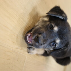 Adopt a dog:Blu/Labrador Retriever/Male/Baby,This sweet little baby is Blu! Blu came to us with his 1o siblings from a local shelter! These little pups were born approximately on 5/12/2024, and they are ready to find their forever homes! These pups love toys, treats, and all food! They love to roughhouse with each other, but they also LOVE to snuggle with people after lots of playtime. These guys will need some training, as most puppies this age do, but they will repay you for your efforts with a lifetime of love!!

We promised Blu that the rest of his life, would be the best of his life. Could that be with you?

 APPLY TO ADOPT: finalvictoryrescue.com *We are located in South Carolina and transport to the northeast weekly. We provide local or virtual meet-and-greets with an application on file.