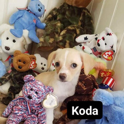 Adopt a dog:Koda/Chihuahua/Male/Baby,Please contact Sheryl with OAKDALE TINY PAWS RESCUE, text+1 (209) 606-3640 or email at tinypawsoakdale@gmail.com, Koda is being fostered in Oakdale.

Koda is a little shy at first but warms up quickly, and he loves to snuggle! He’s a little Chihuahua mix, born on 4-20-2024 and weighs around 4 pounds. He’s up-to-date on his vaccines, microchipped, and dewormed. We are currently accepting pre-adoption applications for this sweet little guy. Koda’s adoption will be finalized once he has been neutered.  If you are interested in meeting Koda, please text or email Sheryl at the above contact information. 

PRE-SCREENING, APPLICATION, VET REFERENCES & FENCED YARD REQUIRED. SERIOUS INQUIRIES ONLY! YOU WILL GET THE BEST OUT OF YOUR NEW FURRY FAMILY MEMBER BY GIVING THEM LOVE AND TRAINING