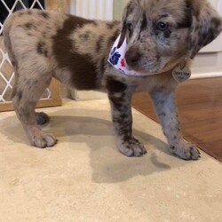 Adopt a dog:Clementine/Australian Shepherd/Female/Baby,Darling Clementine is an 8 week-old Aussie/Catahoula mix puppy. She is beautiful, playful, and loving. She has an awesome temperament!! 

Clementine LOVES her toys, especially ones that crinkle, and chasing behind her foster brothers. This girl doesn’t stop moving!! Once she’s tired herself out, she is complete snuggle bug.

Clementine is a smart little girl. She is doing well with her potty pads, and is working hard on her kennel training.

Clementine has her first set of puppy shots, microchip, and been dewormed. Her adoption fee will cover the cost of her next 2 sets of shots, rabies shot, and spay. 

Clementine will be a medium to large dog when fully grown, we’re guessing 50-60lbs. She will also be an extremely active girl, she will need a large fenced yard, and a doggie or human siblings to play with.

If your home might be the right fit for our darling Clementine, apply to adopt on our website!