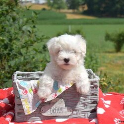 Camper/Maltese									Puppy/Male	/May 9th, 2024,Here comes Camper! Say hello to this sweet little Maltese puppy! This cutie pie is family-raised with children and socialized, making him the perfect fit for anyone interested in adopting. Camper will come home vet checked and up to date on shots & wormer, plus the breeder provides a 1-year genetic health guarantee. If you want to learn more about this playful pup who can be registered with the ACA, please call the breeder today!