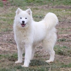 Piper/Samoyed									Puppy/Female	/9 Weeks,Meet Piper, our delightful Samoyed puppy, who is ready to bring unwavering companionship and loyalty to your home. Piper’s fluffy, snowy white coat is soft as a cloud, inviting endless cuddles and all the pets she can get. Her bright, sparkling eyes always seem to be smiling, reflecting her playful and affectionate nature. This little girl is a bundle of joy, brimming with energy and a love for adventures. Her playful spirit is contagious, and she easily entertains you for hours with her puppy antics. Despite her lively demeanor, this pup has a gentle and tender side, always ready for a snuggle session on the couch. Her loving personality and irresistibly soft coat make her the perfect companion, always eager to spend time with her favorite people.