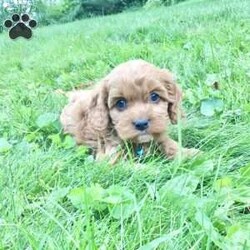 Logan/Cavapoo									Puppy/Male	/7 Weeks,Meet Logan he is a friendly, well socialized, playful,cavapoo puppy. He is vet checked microchipped, updated on his shots and worming. He is ready to meet his new family.