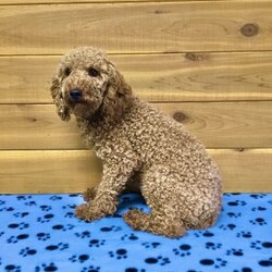 Logan/Cavapoo									Puppy/Male	/7 Weeks,Meet Logan he is a friendly, well socialized, playful,cavapoo puppy. He is vet checked microchipped, updated on his shots and worming. He is ready to meet his new family.