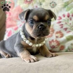 Nala/French Bulldog									Puppy/Female	/7 Weeks,Come and meet Nala! She is the sweetest baby that has eyes that look deep into your soul. So smart and sweet awaiting her new family. 