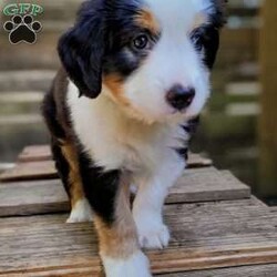 Brody/Mini Bernedoodle									Puppy/Male	/9 Weeks,Hi, I’m Brody! I am a happy-go-lucky little fellow. I love to romp and play, I like playing with children and I have plenty of of kisses for everyone! I am looking for my furever home. Contact my breeder to see if we are a pawfect match!