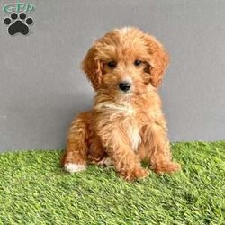 Coco/Cavapoo									Puppy/Female	/9 Weeks,Hi my name is Coco! I’m a cute hyer-allergenic cuddly cavapoo. I love playing, and snuggling. I have been family raised with small children. I have been vet checked and up to date on all my vaccines and de-wormer. I come with a one year genetic health guarantee. I am micro chipped and ready to be registered. If you would like more infomation, pictures or a video please call Aaron. We can also Facetime.  