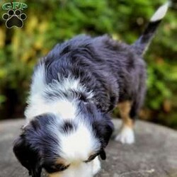 Brody/Mini Bernedoodle									Puppy/Male	/9 Weeks,Hi, I’m Brody! I am a happy-go-lucky little fellow. I love to romp and play, I like playing with children and I have plenty of of kisses for everyone! I am looking for my furever home. Contact my breeder to see if we are a pawfect match!