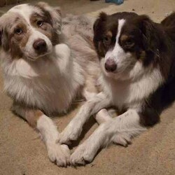Australian Shephard Puppies - 6 wks /Australian Shepherd Dog/Female/Younger Than Six Months,5 - pure Aussie Shephard puppies available out of 7 for forever homes!Come and meet them!Mother is Red Tri natural bob tail with hazel / green eyes & Father is Red Merle with full tail with blue and green eyes.both parents are loved family pets. They and their pups have been raised with me in my home.DOB 24/05/2024 - currently 6 weeks old and had microchip, vaccination, wormed, flea and tick treated as well as a full health check today 5/7/24 and are ready for their forever homes at 8 weeks - 19/07/2024All happy and healthy mix of boys and girls.Deposit (non refundable) will be required.come with puppy pack to settle them into their new homes 