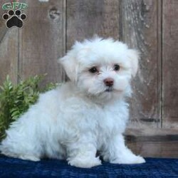 Kody/Maltese									Puppy/Male	/May 1st, 2024,Are you searching for a delightful Maltese puppy to snuggle and hold? This precious little cutie is up to date on shots and dewormer and vet checked. Our puppies are well socialized and family raised. Maltese are friendly and adorable with sweet personalities! If you are seeking the perfect pup contact Barbie today!