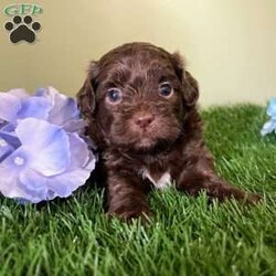 Snickers/Shih-Poo									Puppy/Male	/5 Weeks,Hey there, My name is Snickers! I am a very cute male Shihpoo puppy! I was born on May 31st, 2024. I am such a sweet little boy! I am looking for my new family, could that be with you? If you choose me I will come home to you vet checked with my vaccinations and deworming up to date, and I will also be microchipped. If you think that I would make the perfect little addition to your family, then please call or text to find out more information about me!