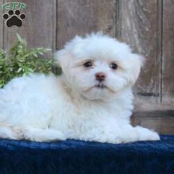 Kody/Maltese									Puppy/Male	/May 1st, 2024,Are you searching for a delightful Maltese puppy to snuggle and hold? This precious little cutie is up to date on shots and dewormer and vet checked. Our puppies are well socialized and family raised. Maltese are friendly and adorable with sweet personalities! If you are seeking the perfect pup contact Barbie today!