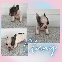 French Bulldog Puppies/French Bulldog/Both/Younger Than Six Months,Wild Flower Frenchies have 7 stunning babies available! 