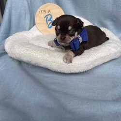 Purebred Chihuahua Pups/Chihuahua (Smooth Coat)/Both/Younger Than Six Months,I have a beautiful litter of chihuahua pupsThey will come vaccinated , microchipped , wormed , vet checked with copyThese little gems are very friendly , playful & loveableThey will come with a puppy packFemales & Males availableCertain pups can come with pedigree papersCall or text for more infoCan freight pups at buyers expensePups will be ready on the 15th of July when they’re 8 weeks of ageNO time wasters !