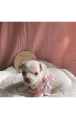 Purebred Chihuahua Pups/Chihuahua (Smooth Coat)/Both/Younger Than Six Months,I have a beautiful litter of chihuahua pupsThey will come vaccinated , microchipped , wormed , vet checked with copyThese little gems are very friendly , playful & loveableThey will come with a puppy packFemales & Males availableCertain pups can come with pedigree papersCall or text for more infoCan freight pups at buyers expensePups will be ready on the 15th of July when they’re 8 weeks of ageNO time wasters !